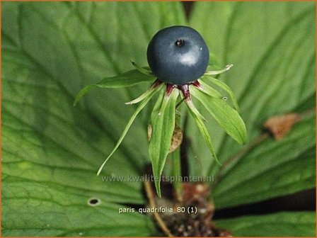 Paris quadrifolia | Vierblad, Eenbes, Spinnekop, Wolfsbes | Vierbl&auml;ttrige Einbeere