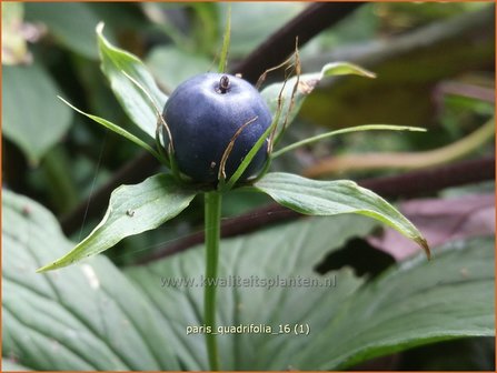 Paris quadrifolia | Vierblad, Eenbes, Spinnekop, Wolfsbes | Vierbl&auml;ttrige Einbeere