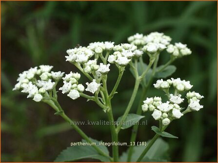 Parthenium integrifolium | Wilde kinine | Pr&auml;rieampfer