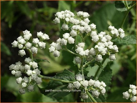 Parthenium integrifolium | Wilde kinine | Pr&auml;rieampfer