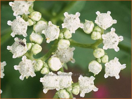 Parthenium integrifolium | Wilde kinine | Pr&auml;rieampfer | American Fever-Few