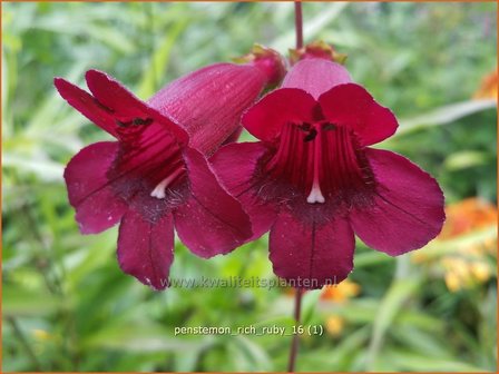 Penstemon &#039;Rich Ruby&#039; | Slangenkop, Schildpadbloem | Bartfaden