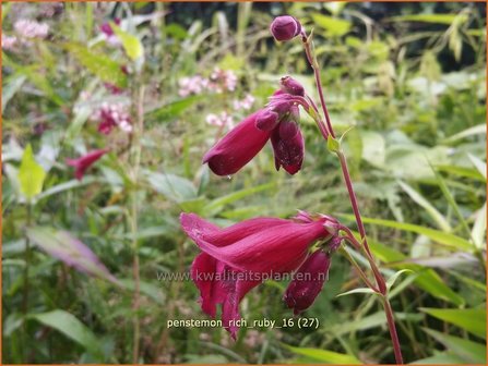 Penstemon &#039;Rich Ruby&#039; | Slangenkop, Schildpadbloem | Bartfaden