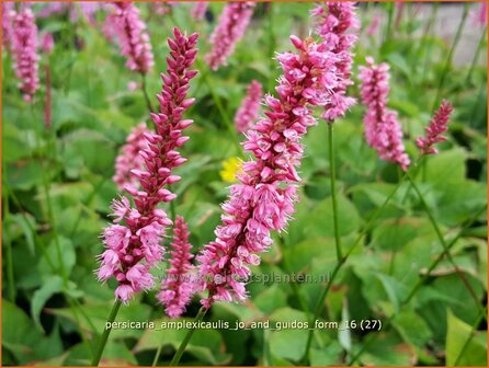 Persicaria amplexicaulis &#039;Jo and Guido&#039;s Form&#039; | Adderwortel, Duizendknoop | Kerzenkn&ouml;terich