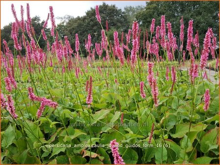 Persicaria amplexicaulis &#039;Jo and Guido&#039;s Form&#039; | Adderwortel, Duizendknoop | Kerzenkn&ouml;terich