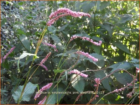 Persicaria amplexicaulis &#039;Pink Elephant&#039; | Adderwortel, Duizendknoop | Kerzenkn&ouml;terich