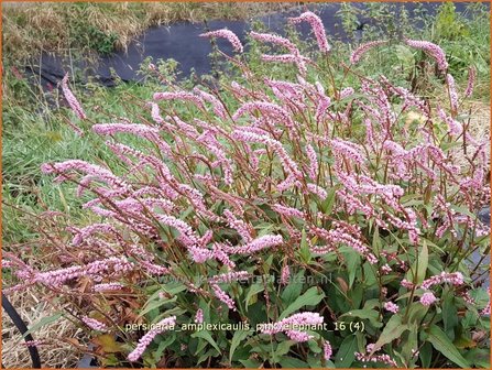 Persicaria amplexicaulis &#039;Pink Elephant&#039; | Adderwortel, Duizendknoop | Kerzenkn&ouml;terich