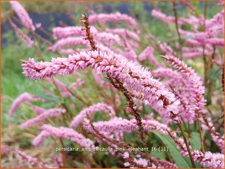 Persicaria amplexicaulis &#039;Pink Elephant&#039; | Adderwortel, Duizendknoop | Kerzenkn&ouml;terich