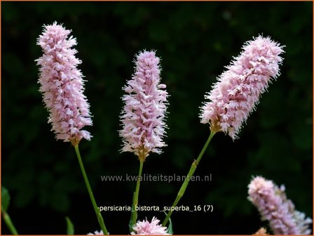 Persicaria bistorta &#039;Superba&#039; | Adderwortel, Duizendknoop | Schlangenkn&ouml;terich