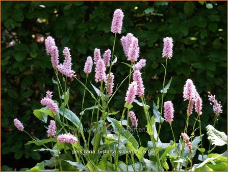 Persicaria bistorta &#039;Superba&#039; | Adderwortel, Duizendknoop | Schlangenkn&ouml;terich