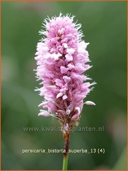 Persicaria bistorta &#039;Superba&#039; | Adderwortel, Duizendknoop | Schlangenkn&ouml;terich