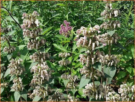 Phlomis samia | Brandkruid | Griechisches Brandkraut