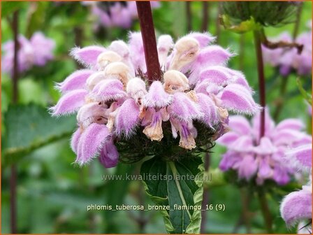 Phlomis tuberosa &#039;Bronze Flamingo&#039; | Brandkruid | Knollen-Brandkraut