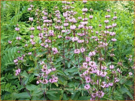 Phlomis tuberosa &#039;Bronze Flamingo&#039; | Brandkruid | Knollen-Brandkraut