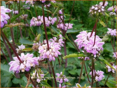 Phlomis tuberosa &#039;Bronze Flamingo&#039; | Brandkruid | Knollen-Brandkraut