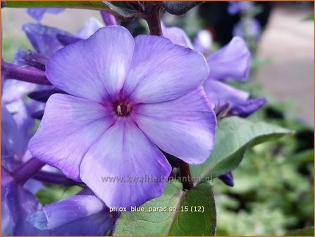 Phlox &#039;Blue Paradise&#039; | Vlambloem, Flox, Floks | Hohe Flammenblume