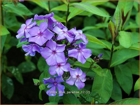 Phlox &#039;Blue Paradise&#039; | Vlambloem, Flox, Floks | Hohe Flammenblume