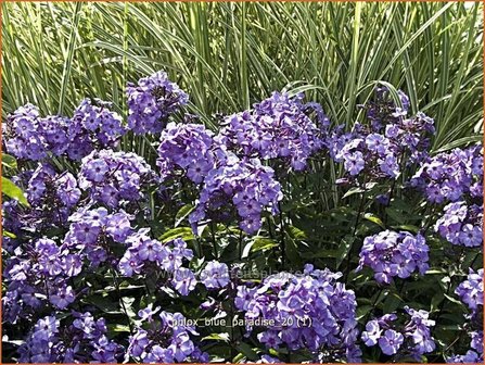 Phlox &#039;Blue Paradise&#039; | Vlambloem, Flox, Floks | Hohe Flammenblume