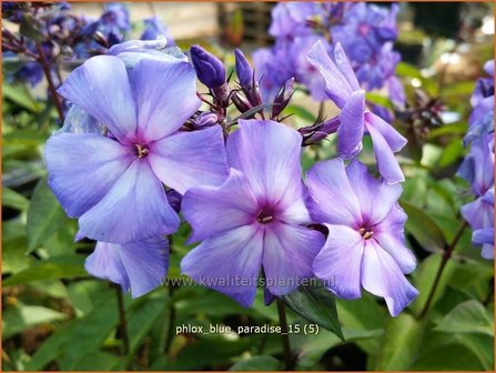 Phlox &#039;Blue Paradise&#039; | Vlambloem, Flox, Floks | Hohe Flammenblume