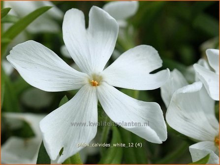 Phlox &#039;Calvides White&#039; | Kruipphlox, Vlambloem, Flox, Floks | Polsterphlox