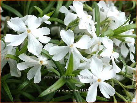 Phlox &#039;Calvides White&#039; | Kruipphlox, Vlambloem, Flox, Floks | Polsterphlox