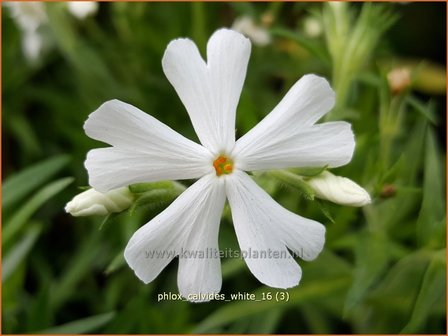 Phlox &#039;Calvides White&#039; | Kruipphlox, Vlambloem, Flox, Floks | Polsterphlox