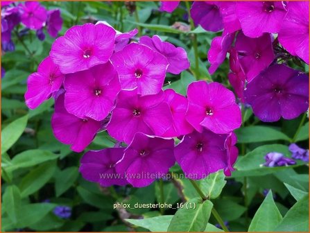 Phlox &#039;D&uuml;sterlohe&#039; | Vlambloem, Flox, Floks | Hohe Flammenblume