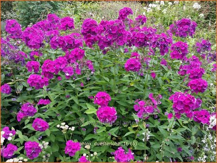 Phlox &#039;D&uuml;sterlohe&#039; | Vlambloem, Flox, Floks | Hohe Flammenblume