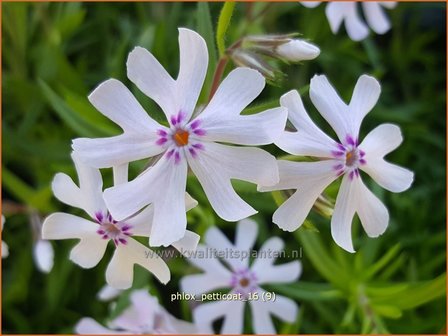 Phlox &#039;Petticoat&#039; | Kruipphlox, Vlambloem, Flox, Floks | Polsterphlox