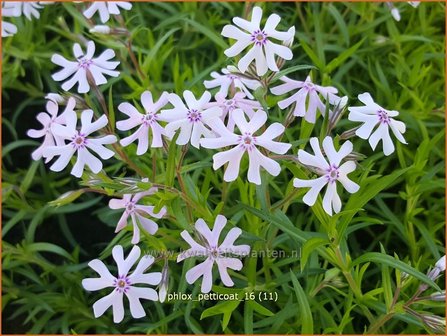 Phlox &#039;Petticoat&#039; | Kruipphlox, Vlambloem, Flox, Floks | Polsterphlox