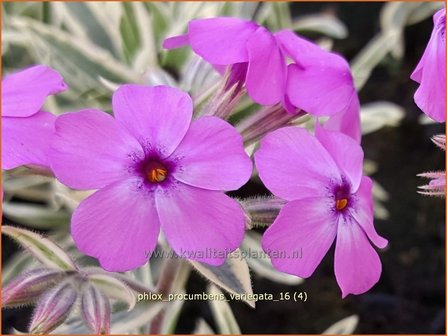 Phlox procumbens &#039;Variegata&#039; | Vlambloem, Flox, Floks | Kriechphlox