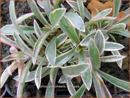 Phlox procumbens &#039;Variegata&#039; | Vlambloem, Flox, Floks | Kriechphlox