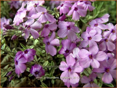 Phlox procumbens &#039;Variegata&#039; | Vlambloem, Flox, Floks | Kriechphlox