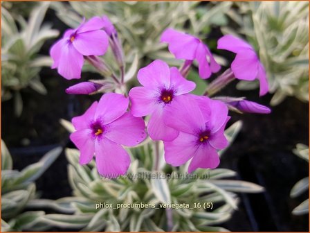 Phlox procumbens &#039;Variegata&#039; | Vlambloem, Flox, Floks | Kriechphlox