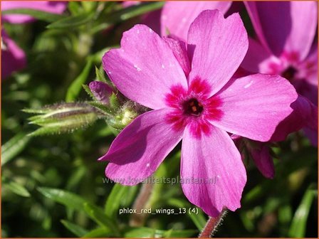 Phlox &#039;Red Wings&#039; | Kruipphlox, Vlambloem, Flox, Floks | Polsterphlox