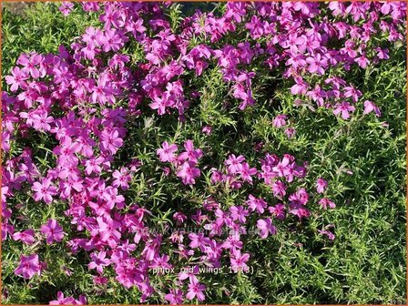 Phlox &#039;Red Wings&#039; | Kruipphlox, Vlambloem, Flox, Floks | Polsterphlox