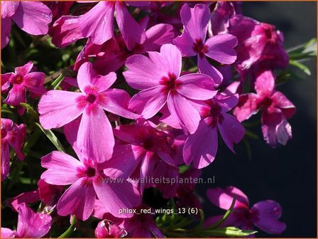 Phlox &#039;Red Wings&#039; | Kruipphlox, Vlambloem, Flox, Floks | Polsterphlox