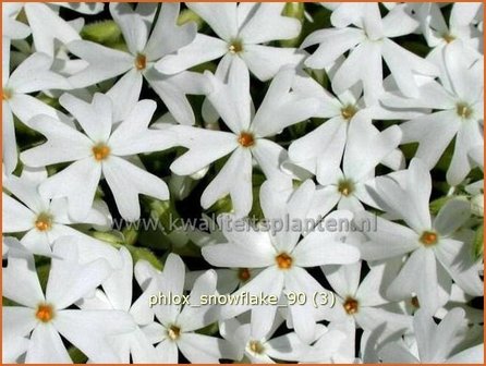 Phlox &#039;Snowflake&#039; | Kruipphlox, Vlambloem, Flox, Floks | Polsterphlox