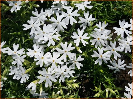 Phlox &#039;Snowflake&#039; | Kruipphlox, Vlambloem, Flox, Floks | Polsterphlox