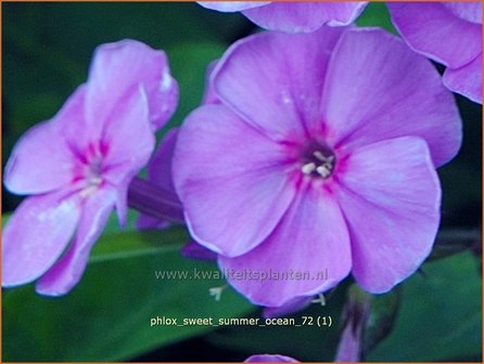 Phlox &#039;Sweet Summer Ocean&#039; | Hoge vlambloem, Vlambloem, Flox, Floks | Hohe Flammenblume