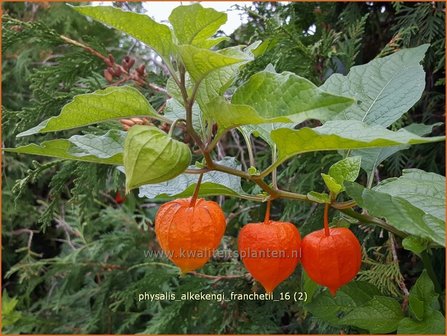 Physalis alkekengi franchetii | Echte lampionplant, Lampionplant, Jodenkers | Lampionblume | Bladder Cherry