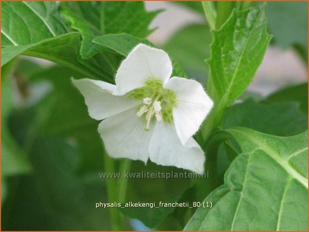 Physalis alkekengi franchetii | Echte lampionplant, Lampionplant, Jodenkers | Lampionblume | Bladder Cherry