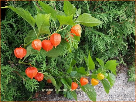 Physalis alkekengi franchetii | Echte lampionplant, Lampionplant, Jodenkers | Lampionblume | Bladder Cherry