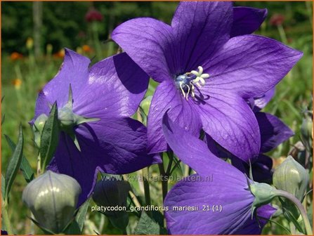 Platycodon grandiflorus &#039;Mariesii&#039; | Ballonklokje | Ballonblume