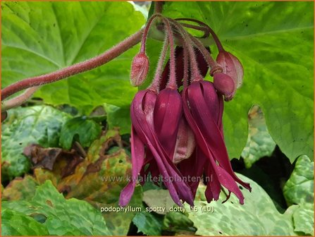 Podophyllum &#039;Spotty Dotty&#039; | Voetblad, Indische alruinwortel, Meiappel | Fu&szlig;blatt