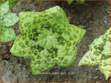 Podophyllum &#039;Spotty Dotty&#039; | Voetblad, Indische alruinwortel, Meiappel | Fu&szlig;blatt