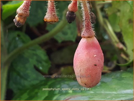 Podophyllum &#039;Spotty Dotty&#039; | Voetblad, Indische alruinwortel, Meiappel | Fu&szlig;blatt