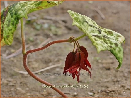 Podophyllum &#039;Spotty Dotty&#039; | Voetblad, Indische alruinwortel, Meiappel | Fu&szlig;blatt