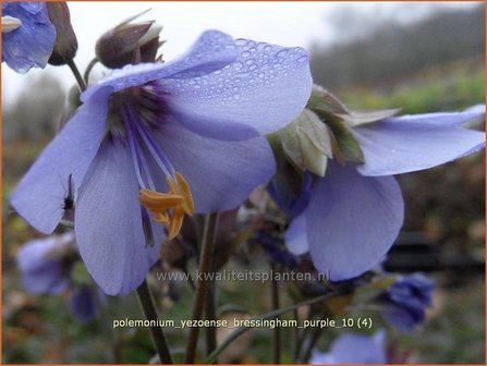 Polemonium yezoense &#039;Bressingham Purple&#039; | Jacobsladder | Purpur-Jakobsleiter