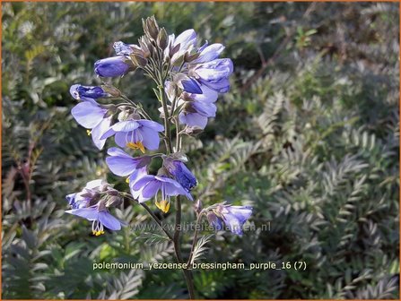 Polemonium yezoense &#039;Bressingham Purple&#039; | Jacobsladder | Purpur-Jakobsleiter